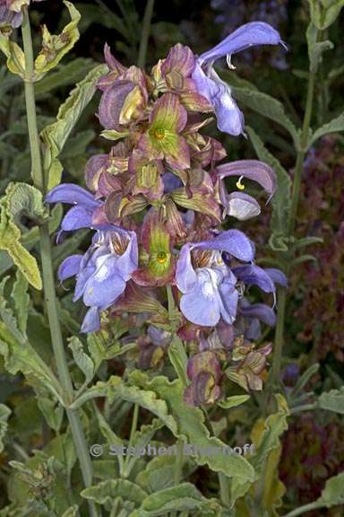 salvia pomifera ssp pomifera 1 graphic